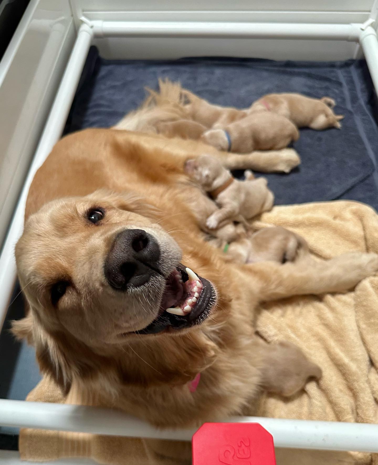 Adult golden smiling at the camera while nursing puppies.