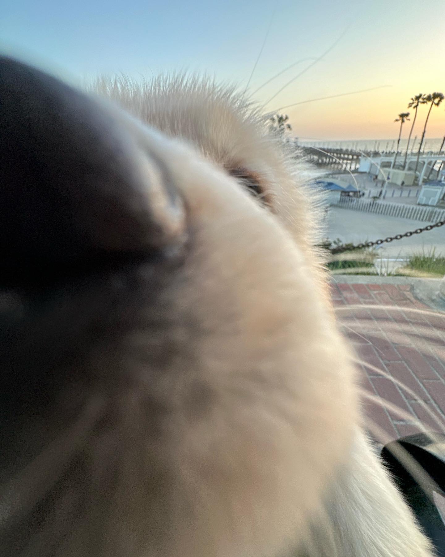 Dog snout extremely close to the camera with ocean view in the background.