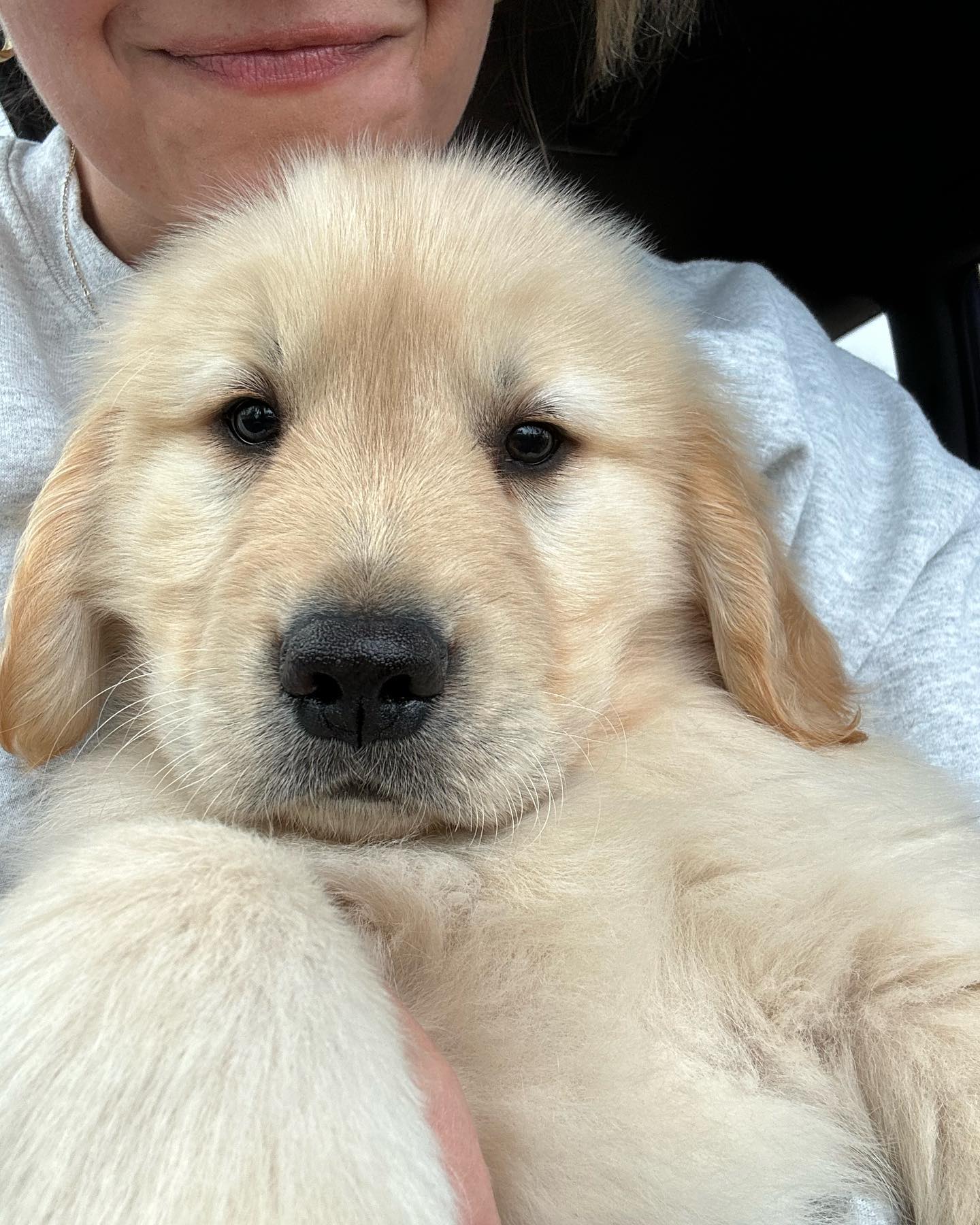 Golden retriever puppy looking confused at the camera.