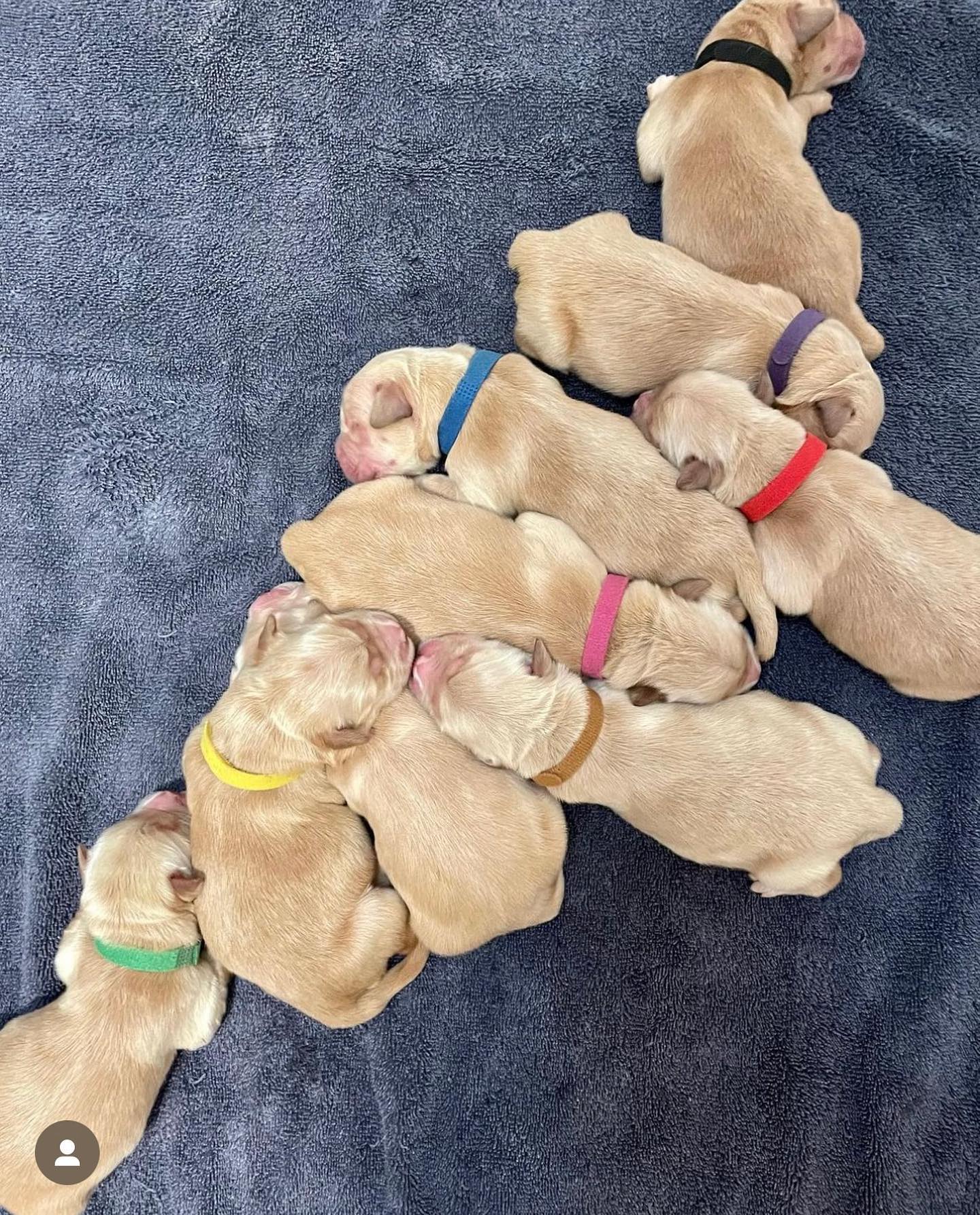 Nine newborn golden retriever puppies sleeping in a heap.