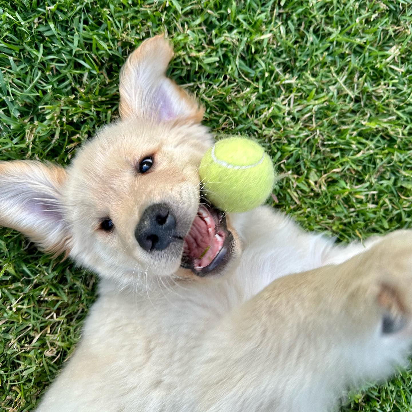 Golden retriever puppy lying in the grass, playfully looking up at the camera with a tenis ball in its mouth.
