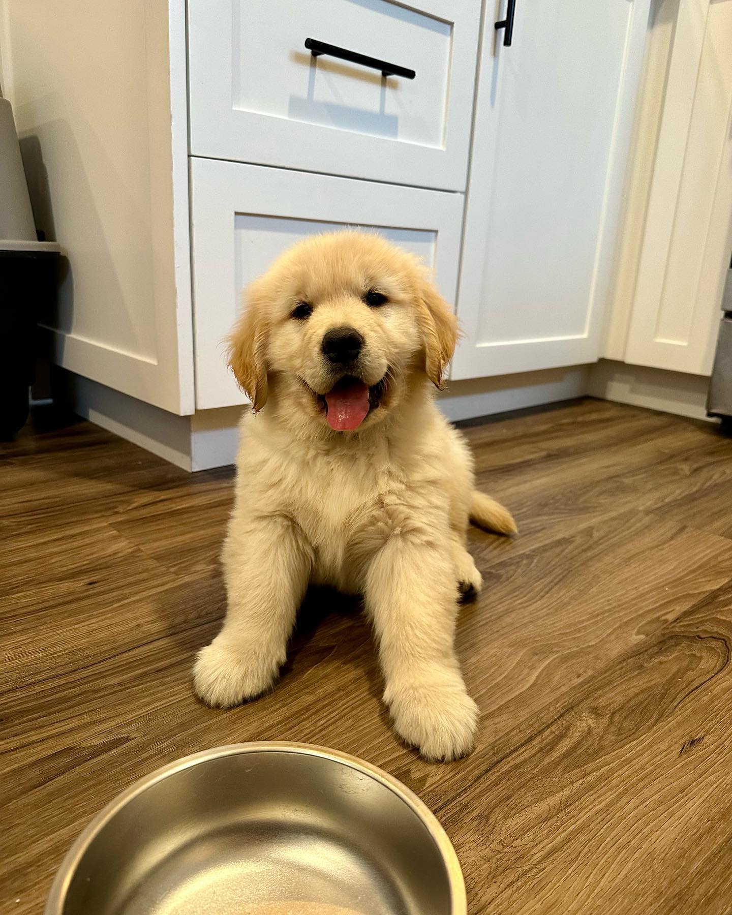 A golden puppy sits in front of a dog bowl with it's tongue haning out.
