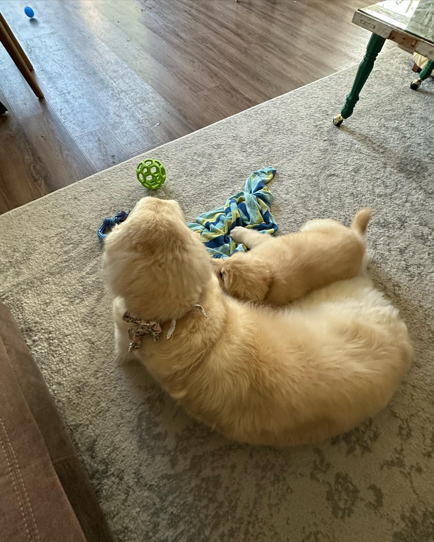 A golden retriever puppy snuggles up against an adult golden.