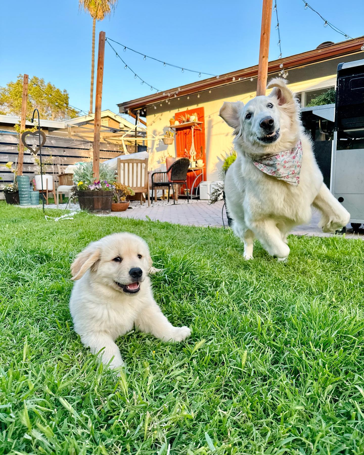 Golden retriever puppy laying in the grass while an adult golden is mid-jump behind it.