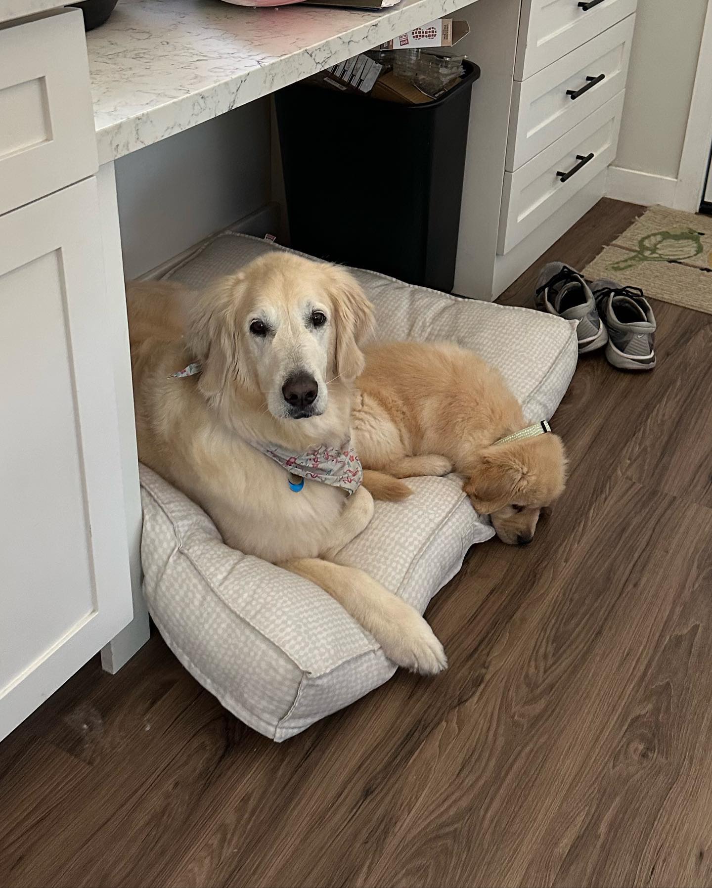 Adult and puppy golden retriever on a dog bed together.