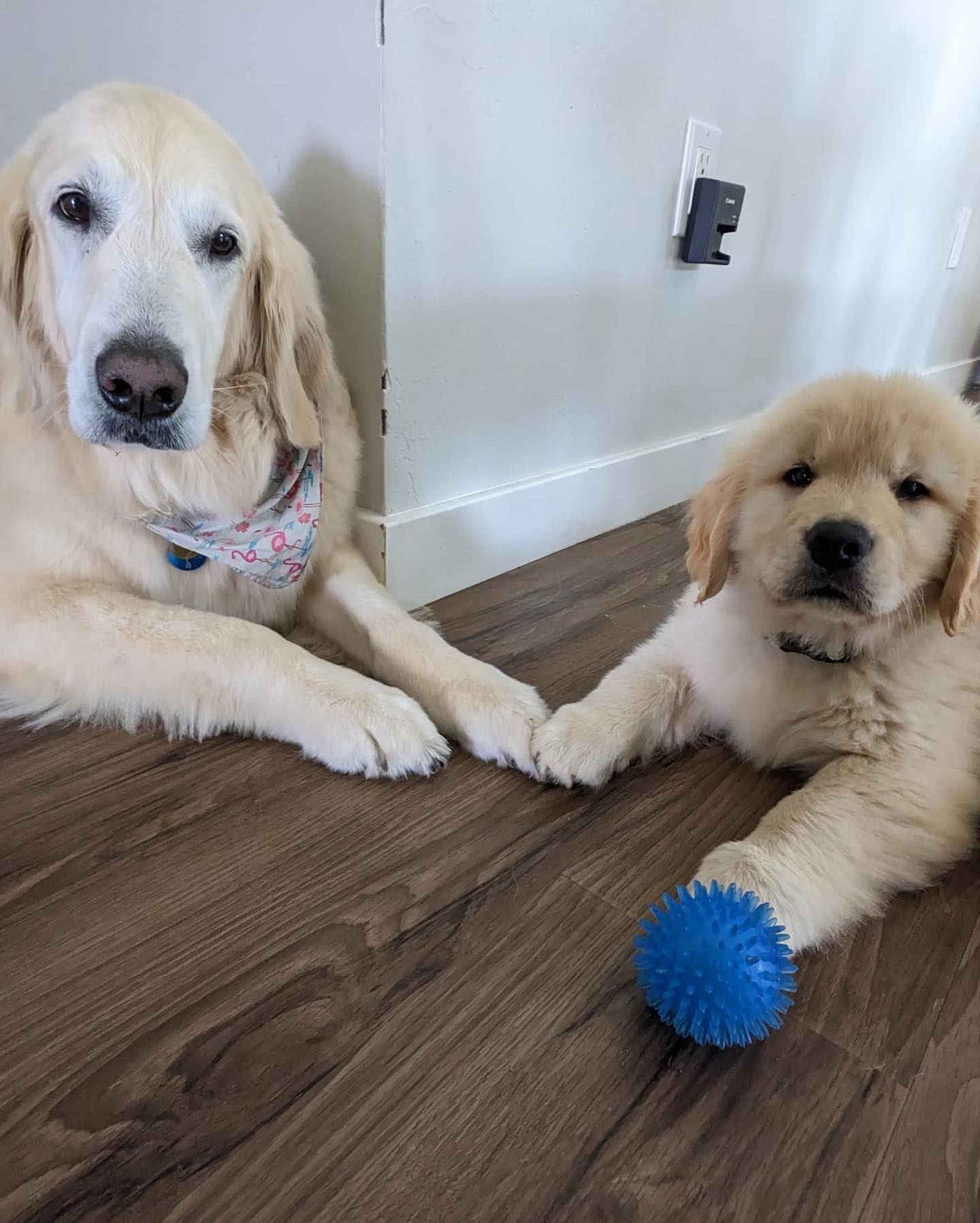 Adult and puppy golden retriever lay on the floor looking at the camera with their front paws barely touching.
