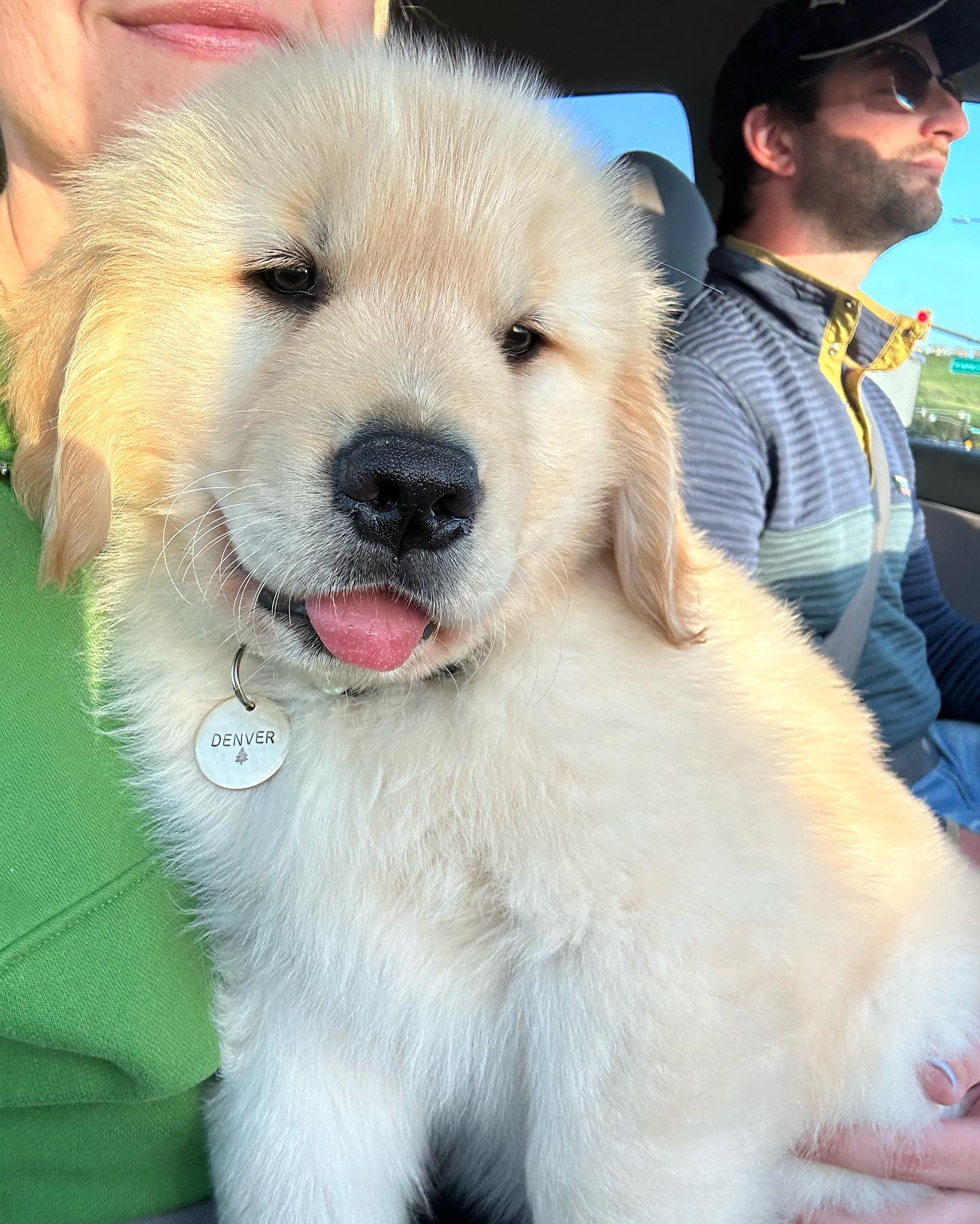 Closeup of a golden retriever puppy with a 'Denver' name tag sitting in a person's lap in the passenger's seat.