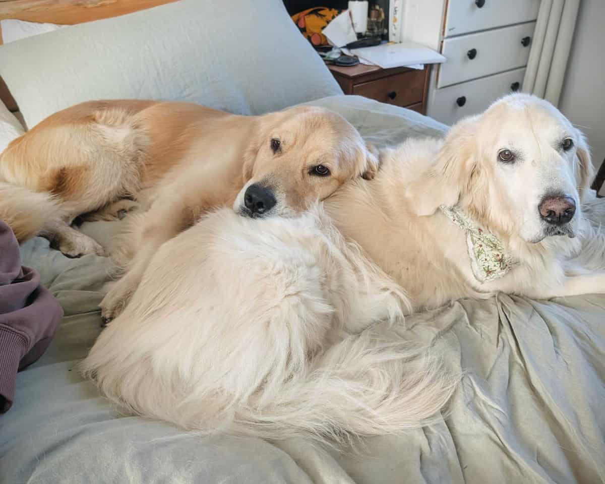 Denver the golden laying with his head resting on a lighter golden retriever laying on a bed.