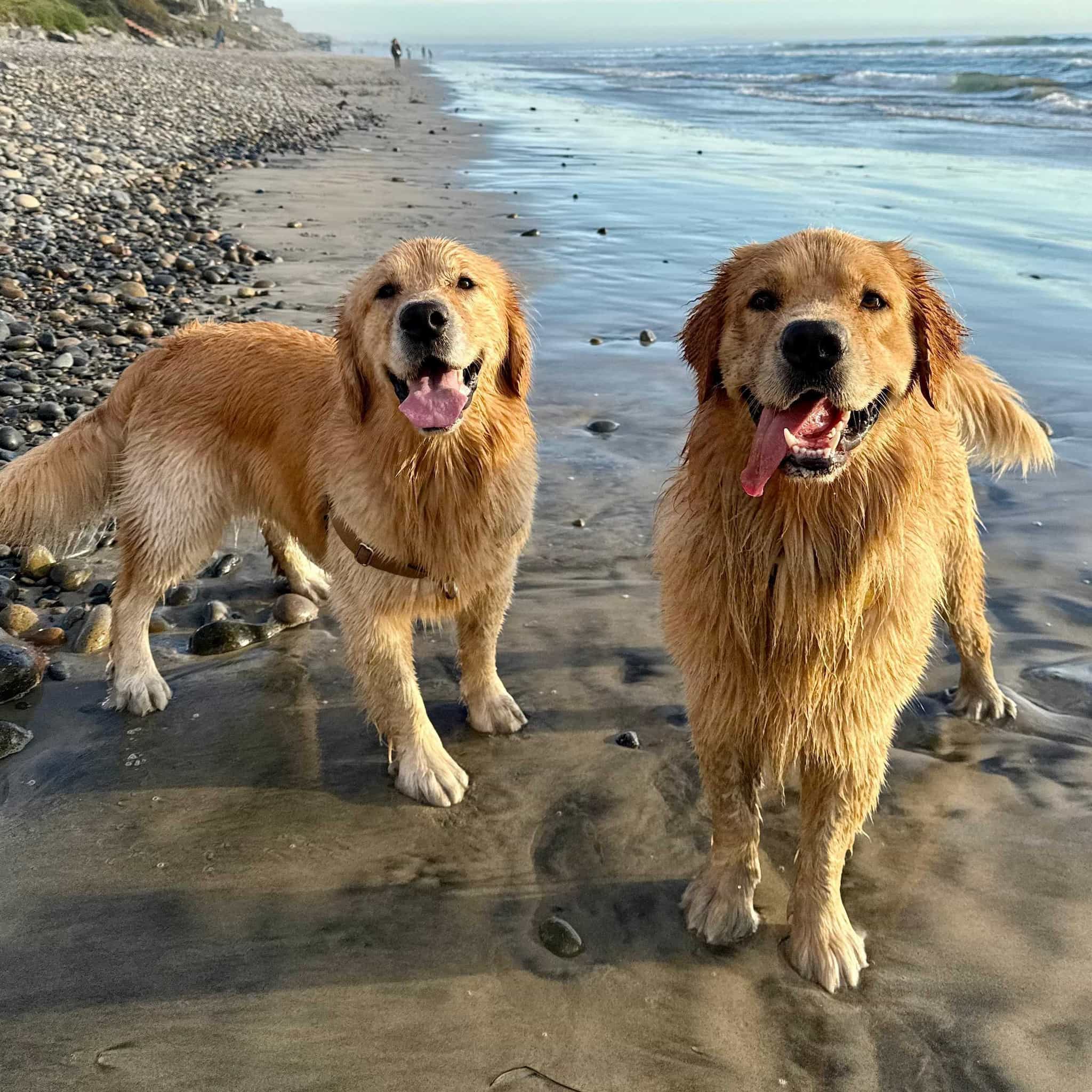 Denver the golden laying with his head resting on a lighter golden retriever laying on a bed.