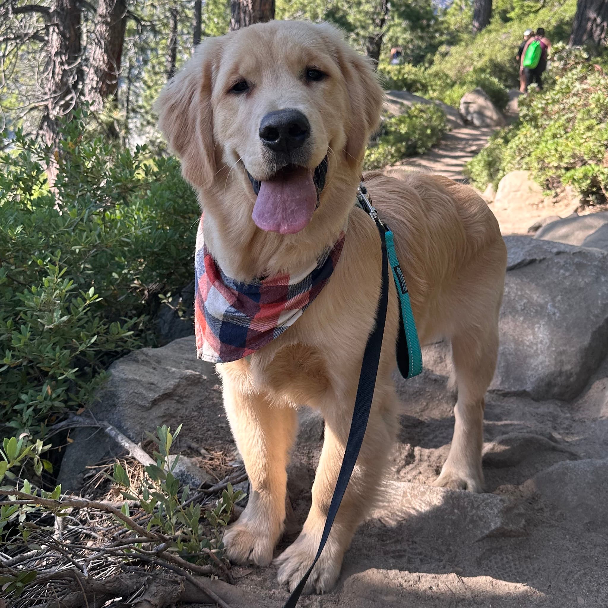 Golden retriever smiling at the camera on a trail.