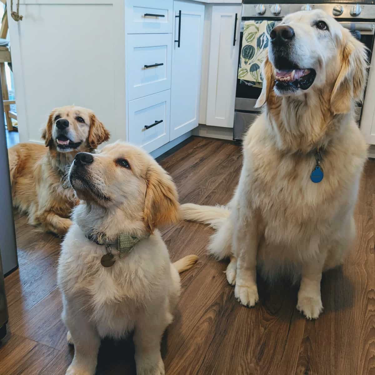Three golden retrievers in a kitchen looking up, presumably at a treat. One is a puppy, the two are older
