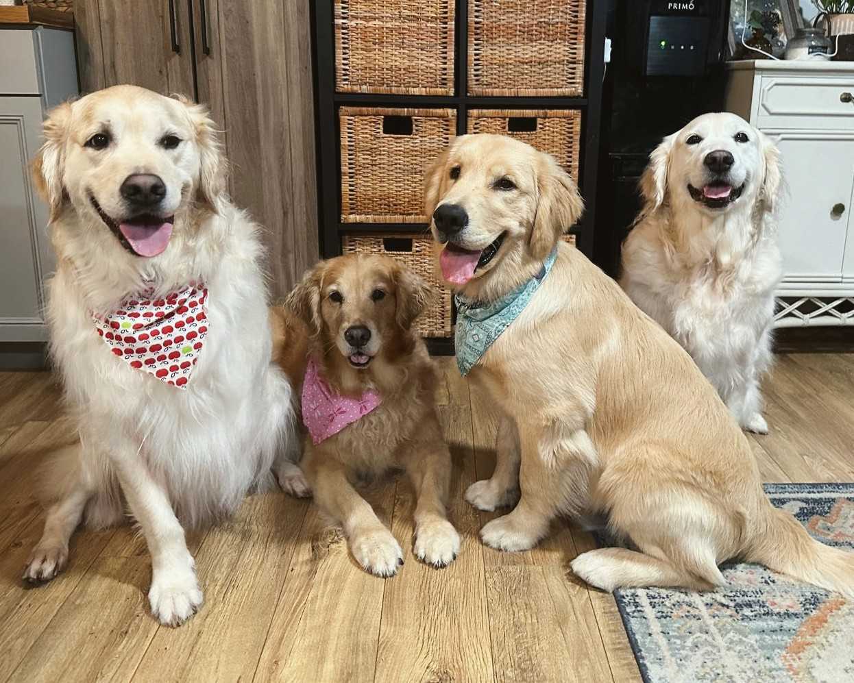 Four golden retrievers awkwardly standing together. One dog is missing a front leg.